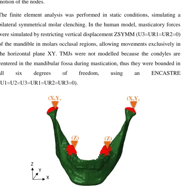 Figure 2.4 – Boundary conditions in human mandible. 