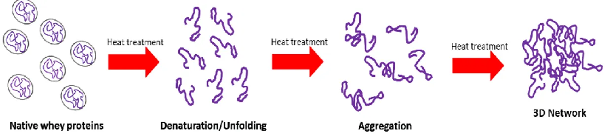 Figure 1. Illustration of heat-induced gelation in whey proteins. Elaborated from Alting,  2003.