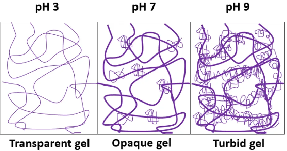 Figure 2. Relation between protein gel microstructure and pH at a micrometer length scale