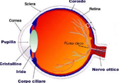 Figura 1.1:  Rappresentazione dell’occhio umano. 