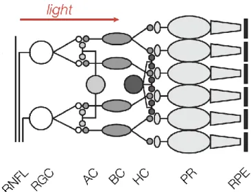 Figura  1.3:  Diagramma della struttura degli strati della retina. La luce arriva ai fotorecettori 