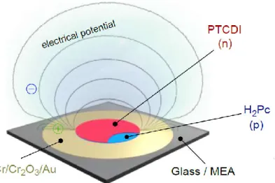 Figura  2.4:   Rappresentazione  del  potenziale  elettrico  generato  da  un  dispositivo 