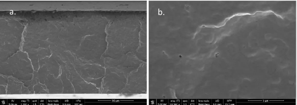 Figura 12: Immagine SEM, sezione trasversale del film PHBVV_Acidi, ingrandimento di 2000x (a.) 