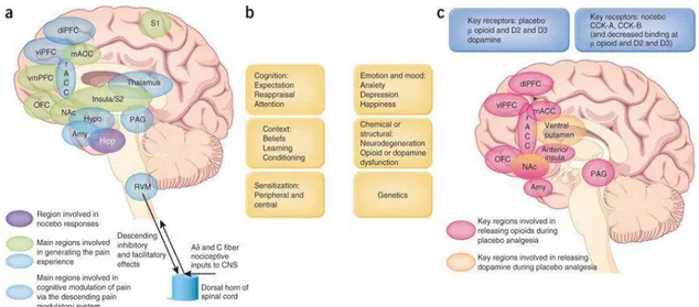 Figura 1. 9  “Factors influencing pain perception and the neural basis for endogenous pain modulation, placebo  and nocebo effects”.