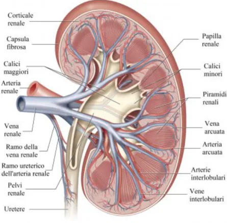 Figura 1: anatomia del rene 
