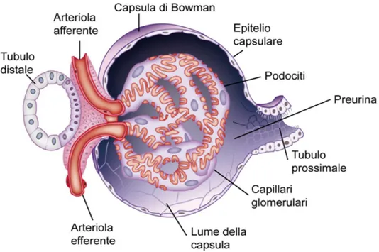 Figura 2: anatomia del glomerulo renale 