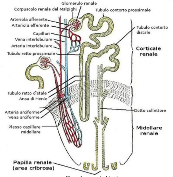 Figura 3: anatomia del nefrone 