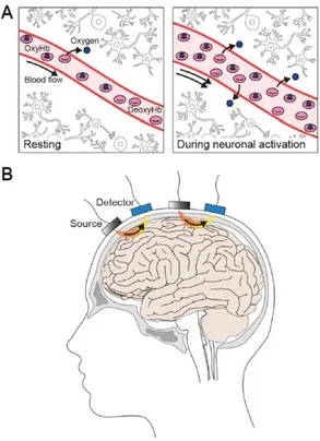Figura 1. Imaging fNIRS delle regioni corticali nell'uomo. 