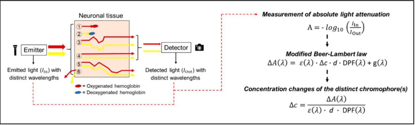 Figura 4. Illustrazione schematica della propagazione della luce attraverso il tessuto neuronale