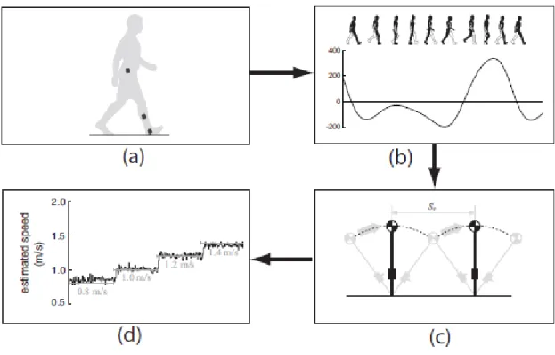 Figura 1.6 Modello generico di stima della velocità del cammino. (a) Sensori inerziali attaccati su  diversi segmenti corporei