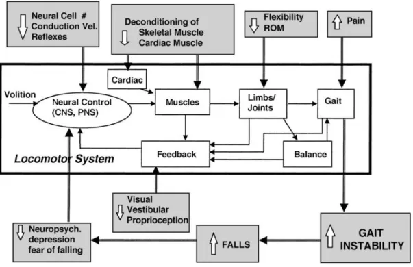 Figura 1.1 Diagramma a blocchi semplificato che mostra alcuni dei fattori fisiologici e  neurofisiologici associati al cammino [3]