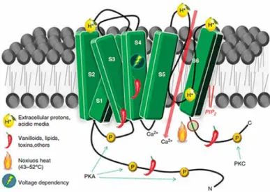 Figure 2.1: Topographic structure of the TRPV1 receptor and postulated domains for the well known direct activation and indirect modulation.