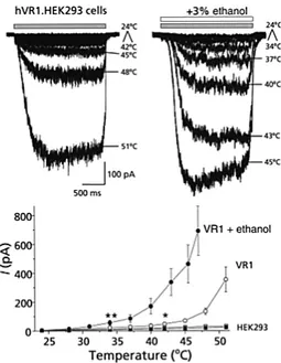 Figure 2.2: Shifting of the threshold activation of TRPV1 lead by ethanol (From Trevisani et al., Nature Neuroscience (2002)).