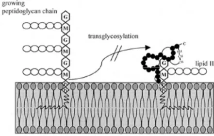 Figura 8 - Rappresentazione schematica della modalità d’azione della nisina (Hechard &amp; Sahl, 2002) 
