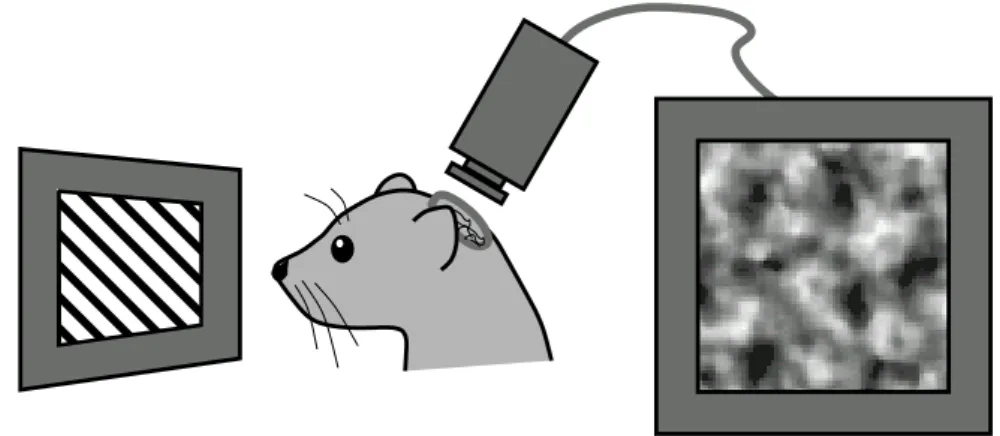 Figure 3.10: Optical imaging (image taken from [59]). Images are taken from the exposed cortex of the animal, which is illuminated with an infrared light (605 nm)