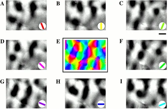 Figura 1.6: Immagine presa da [6]. Nell’angolo di ciascuna immagine una barra orientata colorata indica l’orientazione della griglia