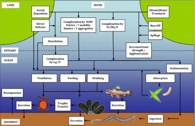 Fig. 1.2. Trophic transfer in the marine environmental (image from Baker et al., 2013)