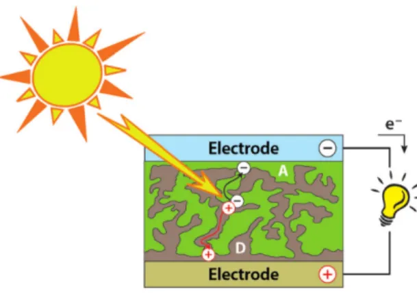 Figura 1.5: Schema della struttura di una cella OPV. Le coppie elettrone- elettrone-lacuna, separate grazie alla luce incidente, viaggiano attraverso il materiale verso i rispettivi elettrodi [4].