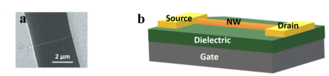 Figure 2.1: (a) FE-SEM image of a GaN NW FET [57] and (b) Schematic of a NW FET. demand the use of NWs in their as-grown geometry on the substrate, while the  fabrica-tion of NW FET structures comprises the transfer of the NW on an insulating substrate