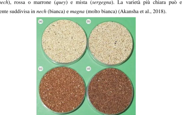 Figura 2. Diverse varietà di teff: (a) DZ-01-196 (bianca) (b) DZ-Cr-37 (crema) (c) DZ-01-99 (marrone chiaro) (d) 
