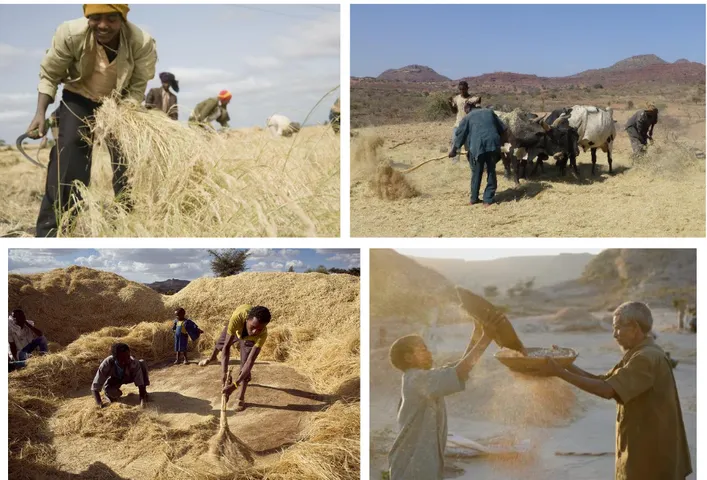 Figura 4. Raccolta e trebbiatura tradizionale del teff in Etiopia. 