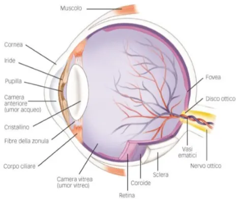 Fig. 1: Anatomia dell’occhio umano [2] 