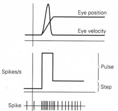 Fig. 14: Attività pulse-step dei motoneuroni durante una saccade [10] 