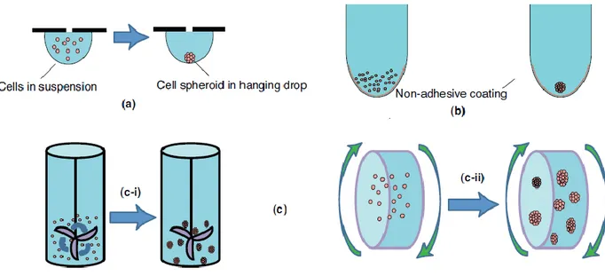 Figura 1.3: Tecniche scaffold-free: (a) hanging drops, (b) low adhesion plates, (c)  agitation-based approaches