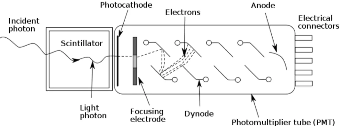 Figura 1.3: Accoppiamento tra fotomoltiplicatore e scintillatore