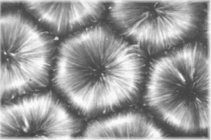 Figura 1.4: fotografia in time-lapse di celle convettive di Rayleigh-Bénard [6] 
