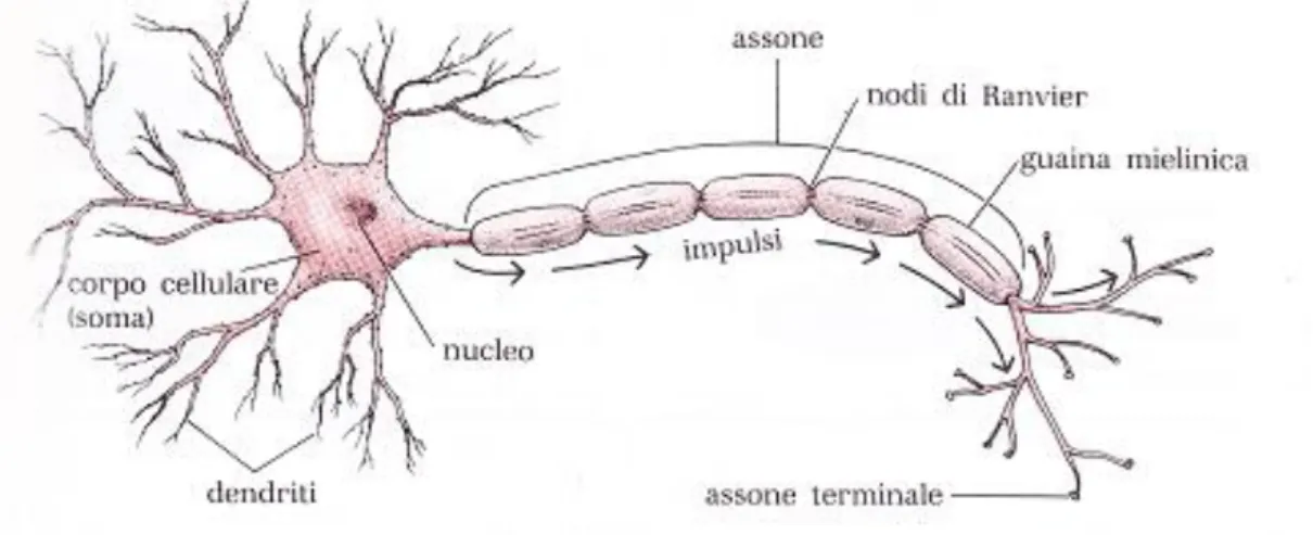 Figura 1. Rappresentazione del neurone, sono messe in evidenza tutte le strutture sopracitate