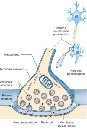 Figura 4. Rappresentazione di sinapsi chimica 