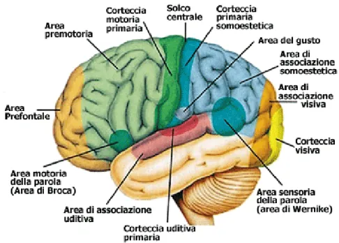 Figura 6. Rappresentazione delle regioni funzionali della corteccia cerebrale 
