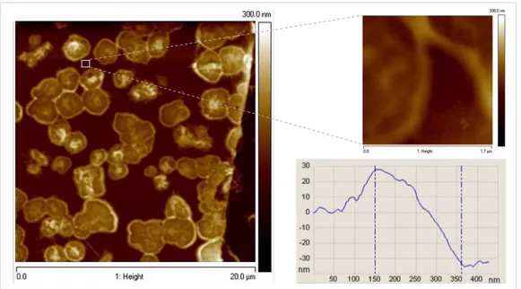 Figure 2.5: AFM images 20 µm x 20 µm of DHICA melanin in the gap between the gold electrodes.