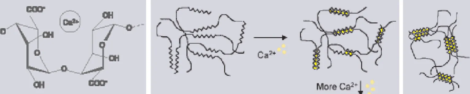 Figura 16 Formazione del legame tra lo zucchero guluronato ed il catione di calcio e la creazione della catena polimerica.