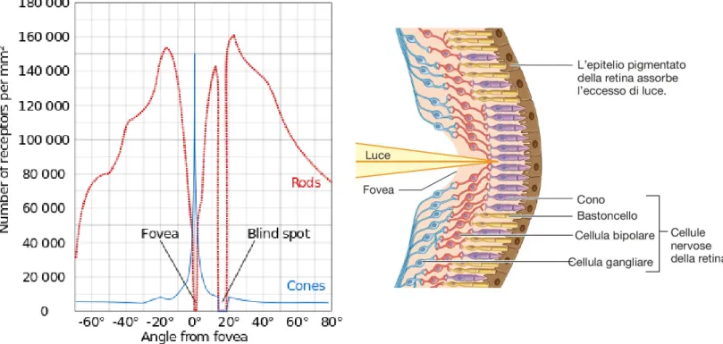 Figura 1.4 – Distribuzione dei fotorecettori sulla retina (a sinistra) e  orientamento cellulare a livello della fovea (a destra)