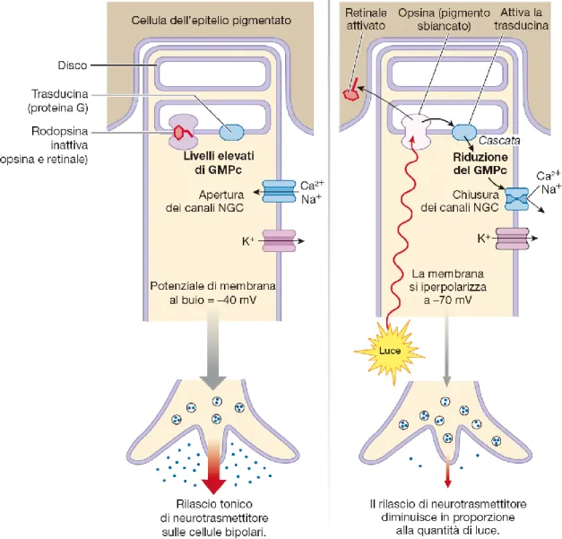 Figura 1.7 – Processo di foto-trasduzione in un bastoncello.  A sinistra: condizione di buio; a destra: condizione di illuminazione