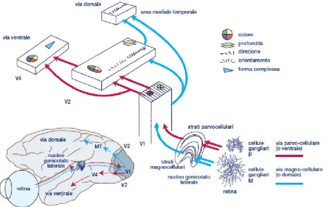 Figura 1.10 – Vie visive dorsale e ventrale: 