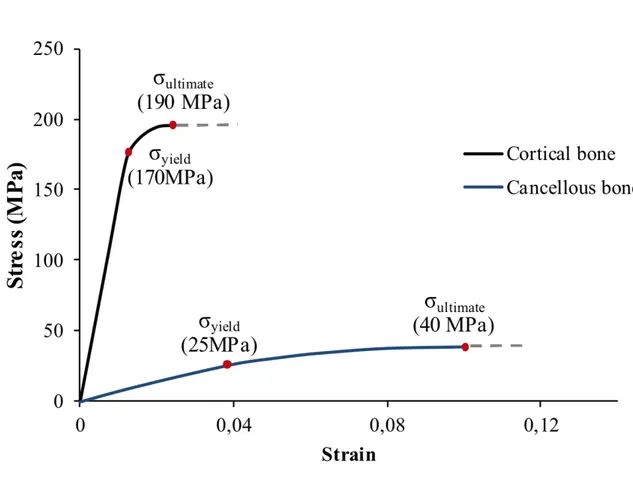 Fig. 2.11; (Cortical bone: osso corticale; Cancellous bone: osso spongioso)  Durante  il  processo  di  inserimento  della  vite  autofilettante,  si  prevede  che  l'osso  superi  uno  specifico  limite  di  snervamento