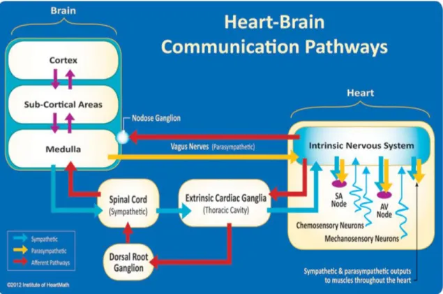 Figura  5  Il  sistema  nervoso  intrinseco  del  cuore  integra  informazioni  provenienti  dal  sistema nervoso estrinseco (medulla, situata nel cervello, e ganglio cardiaco, situato nella  cavità toracica) e dai neuroni sensoriali (barocettori e chemioc