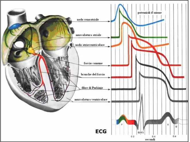 Figura 1.8: Schema della distribuzione dei potenziali d’azione nei diversi distretti  cardiaci e tracciato ECG 