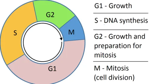 Figura 2.1: Fasi del ciclo cellulare