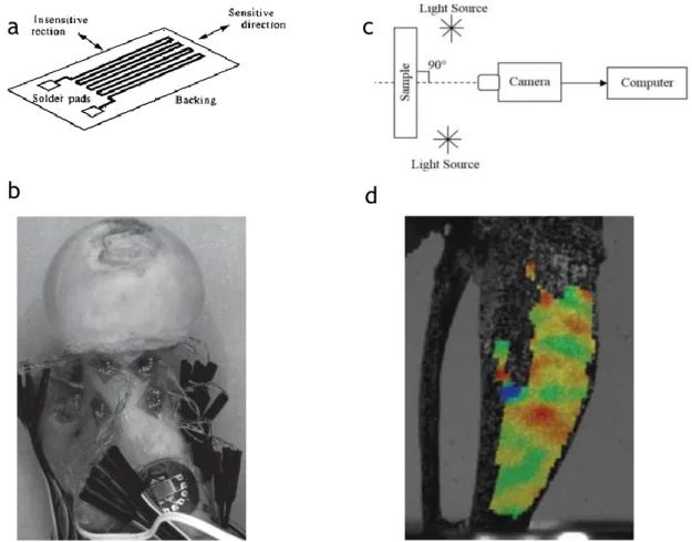 Figure 9: a: A schematic representation of a strain gauge. b: Strain gauges are bonded in the  different regions of the proximal femur used for point-wise measurement of strain on the bone  surface  (Cristofolini  et  al.,  2010)