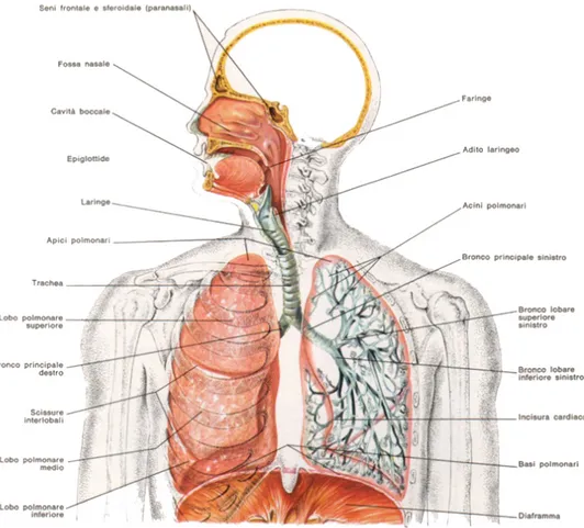 Figura 1.1: Schema dell’apparato respiratorio.