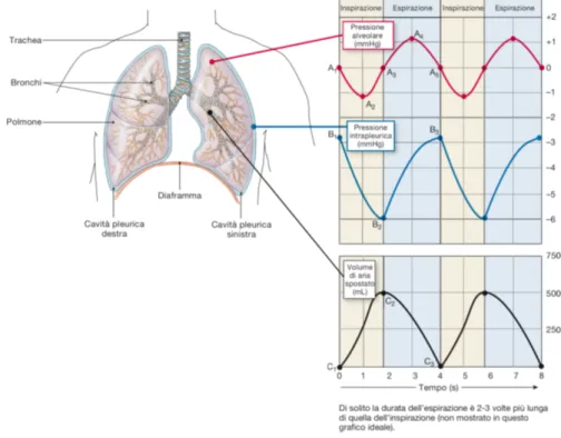Figura 1.2: Variazione della pressione durante la respirazione tranquilla. In ascissa è indicato il tempo (s) e in ordinata la pressione (mmHg) per le prime due curve e il volume (mL) per l’ultima