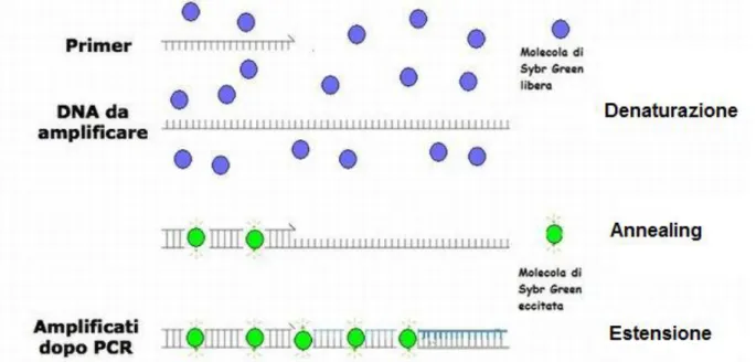 Figura 6. Incorporazione del SYBR nelle fasi di PCR (Andalò et al., 2014). 