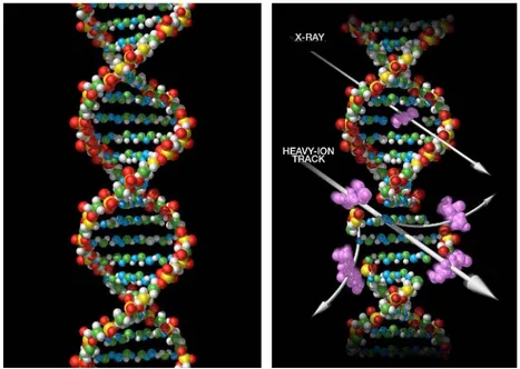 Figure 1.7: DNA damages from photons and heavy-ion, it’s shown the bigger damage caused by the second track.