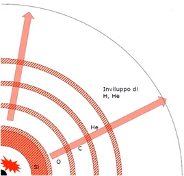 Figura 2.8: Fasi finali di un’esplosione di supernova Core Collapse.