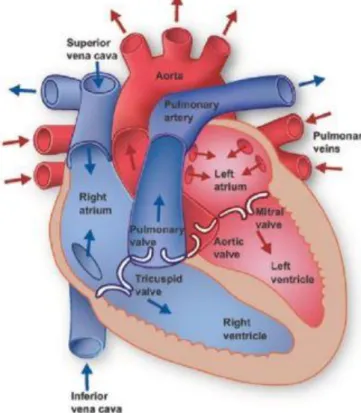 Figura 1 - Il cuore 