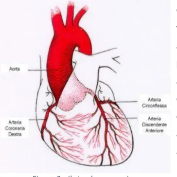 Figura 3 - Il circolo coronarico